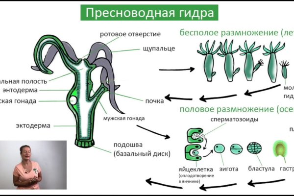 Кракен почему пользователь не найден