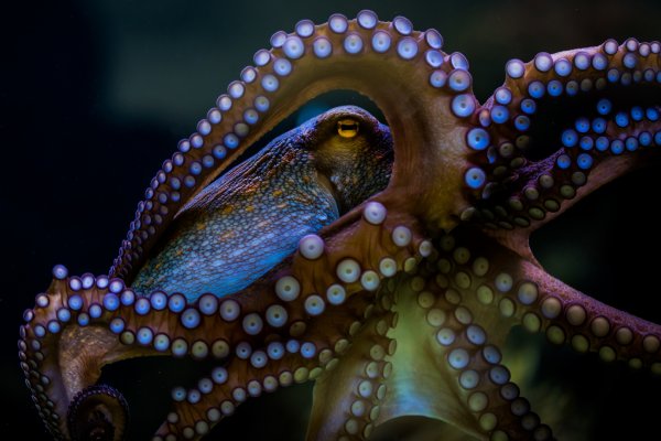 Kraken даркнет рынок